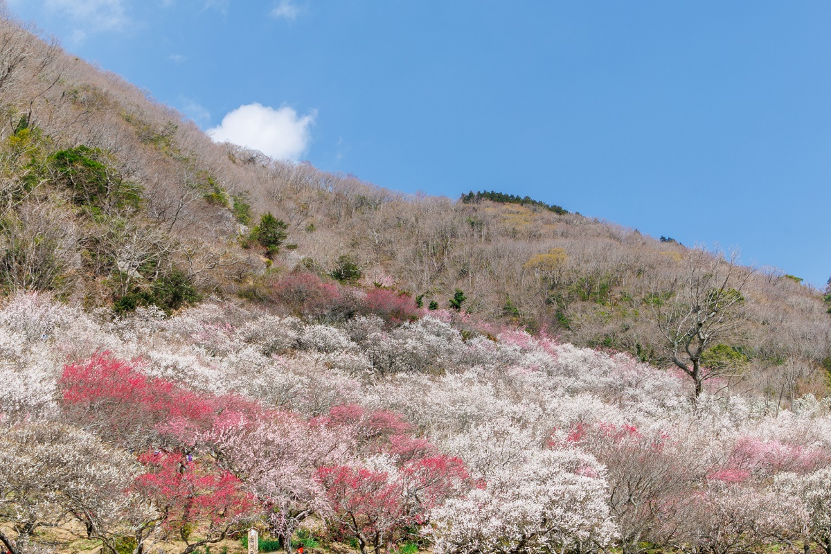 【朝夕食/梅ドリンク付き】湯河原梅林「梅の宴」チケット付!春先取りの梅三昧プラン